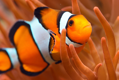 clownfish clownfish