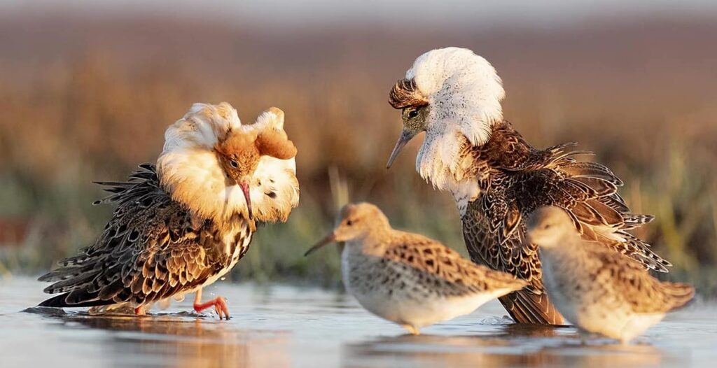 ruff birds ruff birds