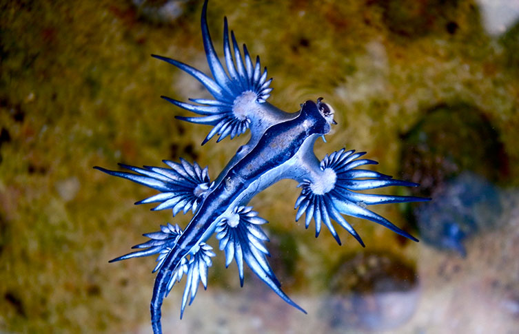 nudibranch nudibranch